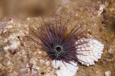 Mercan Maui, Hawaii kapalı üzerinde iğne Spined kestanesi