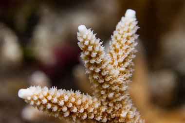 Endangered Staghorn Coral in Florida Keys clipart