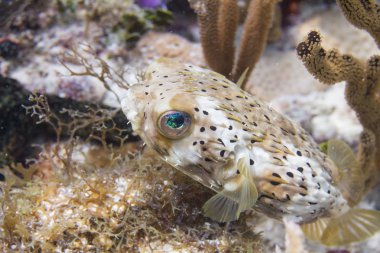 Florida Keys mercan resif üzerinde uzun-omurga Porcupinefish