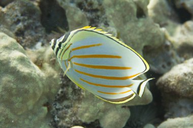Kona, Hawaii, Big Island kapalı süslü Butterflyfish