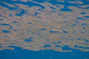 Okul Hardyhead Silverside Dahab, Mısır kapalı Red Sea'deki/daki