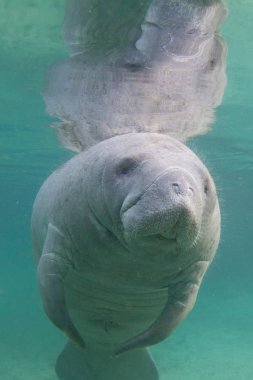 Florida Manatee Underwater in Crystal River, Florida clipart