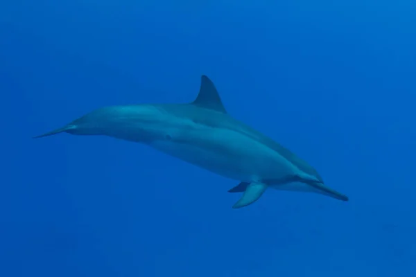 Kona, Hawaii, Big Island off Hawaii dönücü yunusu