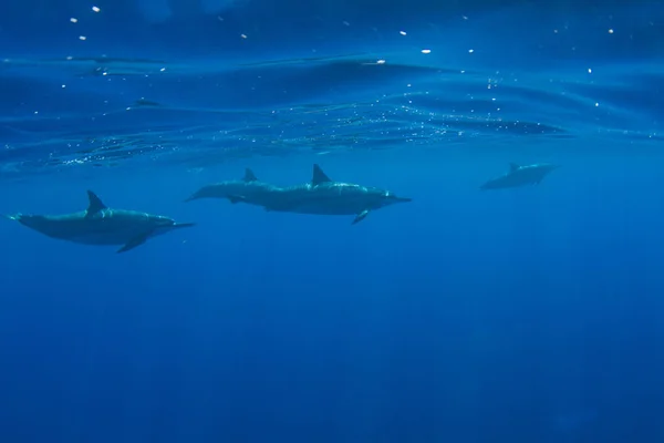 Vaina Delfines Hawaiana Kona Hawai Isla Grande — Foto de Stock