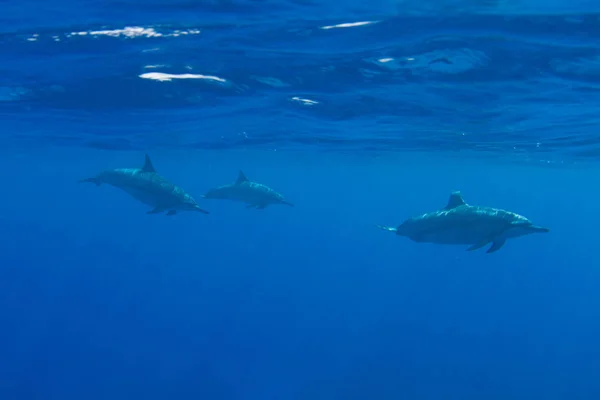 Vaina Delfines Hawaiana Kona Hawai Isla Grande — Foto de Stock