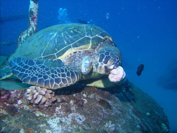 Tartaruga Mar Verde Que Sofre Tumores Fibropapilomatose — Fotografia de Stock