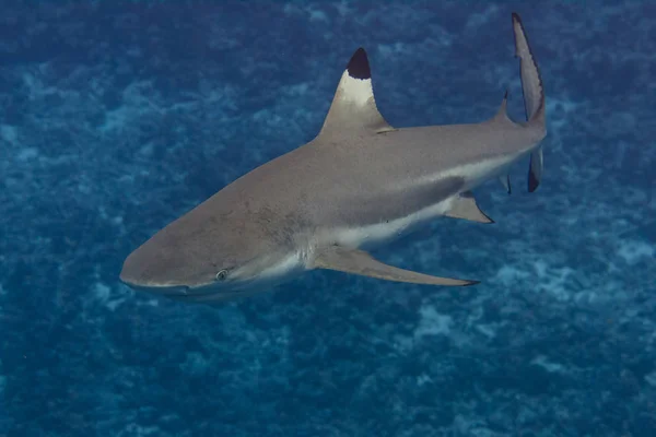 Siyah uçlu resif köpekbalığı sualtı Bora Bora, Fransız Polinezyası