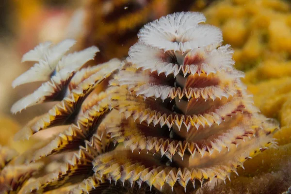 Gusano Del Árbol Navidad Arrecife Coral Los Cayos Florida — Foto de Stock