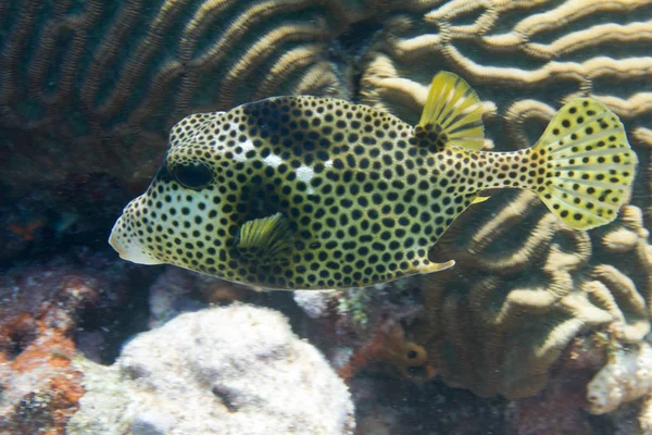 Strakaté Trunkfish Korálový Útes Florida Keys — Stock fotografie