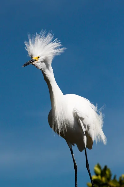Snowy balıkçıl Tavernier Florida Keys