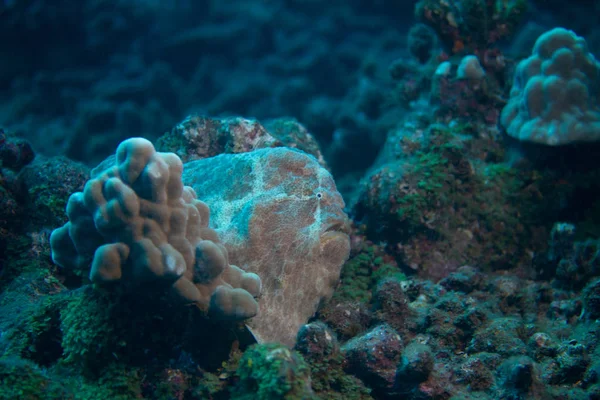 Frogfish Commerson Recife Coral Fora Maui Havaí — Fotografia de Stock