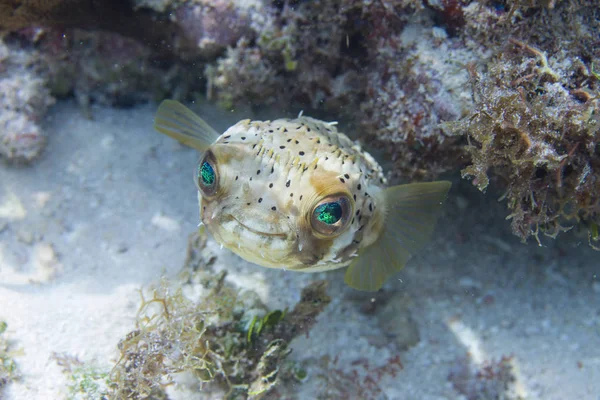 Florida Keys mercan resif üzerinde uzun-omurga Porcupinefish