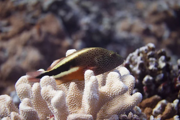 Односторонній Чорний Hawkfish Кораловому Рифі Біля Мауї Гаваї — стокове фото