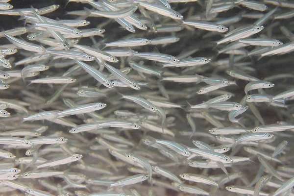 Bait Ball of tiny fish on coral reef off Florida Keys