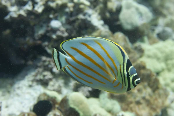 Kona, Hawaii, Big Island kapalı süslü Butterflyfish