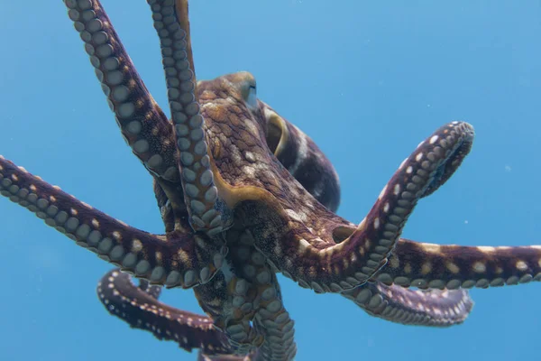 Día Octopus Kona Big Island Hawaii — Foto de Stock