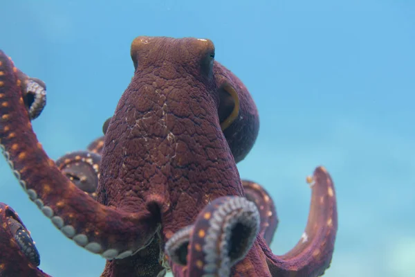 Dia Octopus Kona Big Island Havaí — Fotografia de Stock