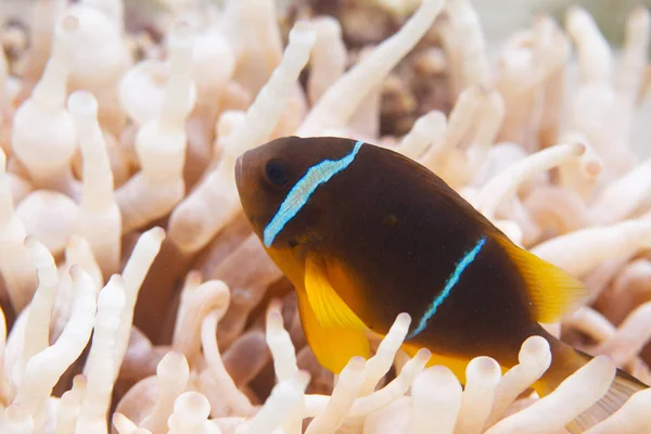 Anémona Del Mar Rojo Frente Dahab Egipto — Foto de Stock