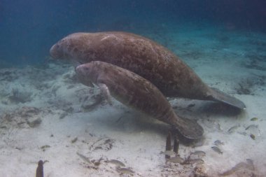 Nesli tükenmekte olan Florida Manatee anne ve yavrusu, kristal nehir, Florida'da üç kız kardeş bahar