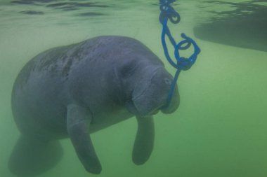 Nesli tükenmekte olan Florida Manatee algler su mavi bir ip kapalı kristal nehir, Florida'da yemek
