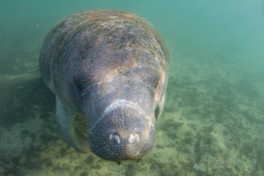 Endangered Florida Manatee in Crystal River, Florida clipart