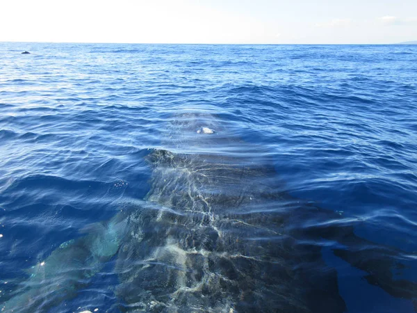 Humpback Whale Surface Water Maui Lanai Hawaii — Stock Photo, Image