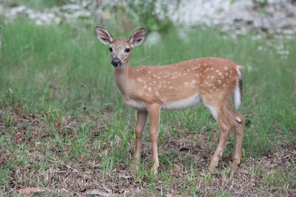 Clé Voie Disparition Deer Fawn Sur Big Pine Key Dans — Photo