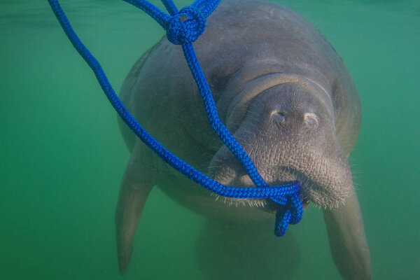 Endangered Florida Manatee eating algae off a blue rope in the water in Crystal River, Florida