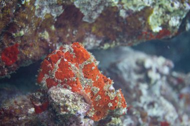 Alaca'nın Frogfish mercan Kona, Hawaii büyük ada, kapalı üzerinde