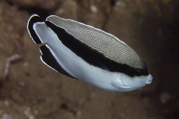 Mercan Maui Hawaii Kapalı Üzerinde Şeritli Angelfish — Stok fotoğraf