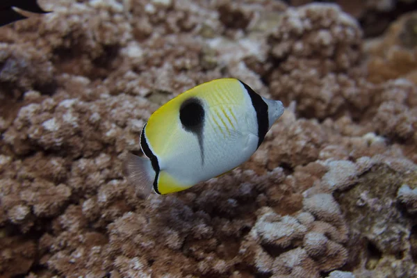 Pesce Farfalla Lacrima Sulla Barriera Corallina Largo Maui Hawaii — Foto Stock