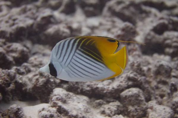 Schmetterlingsfische Korallenriff Vor Maui Hawaii — Stockfoto