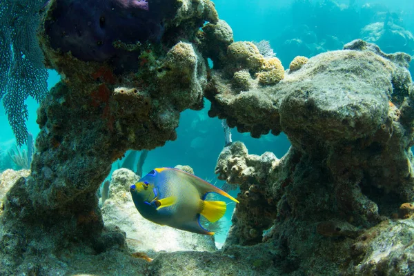 Kraliçe Angelfish mercan aracılığıyla Looe anahtar mercan kayalığı Florida Keys kemer