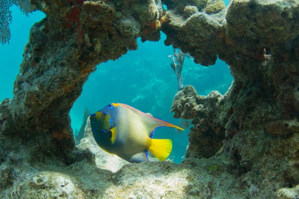 Kraliçe Angelfish mercan aracılığıyla Looe anahtar mercan kayalığı Florida Keys kemer