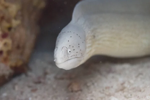 Dahab, Mısır gri Müren balığı Red Sea'deki/daki mercan resif üzerinde kapalı