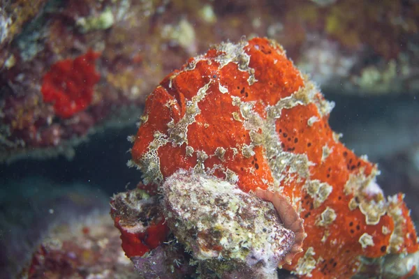 Frogfish Commerson Arrecife Coral Cerca Kona Isla Grande Hawaii — Foto de Stock