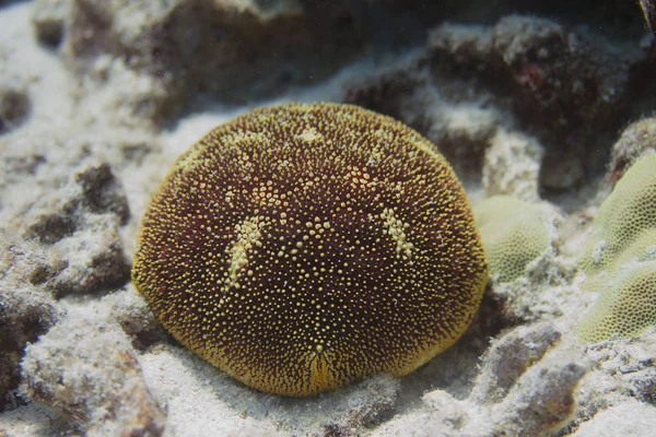 夏威夷大岛科纳附近的珊瑚礁坐垫之星 — 图库照片