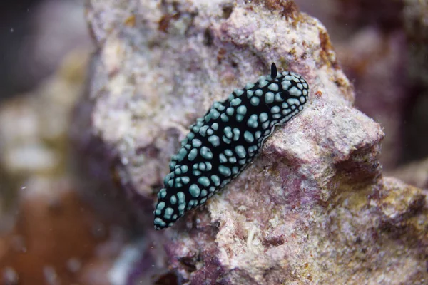 Pustulose Wart Slug Nudibranch Sulla Barriera Corallina Largo Kona Grande — Foto Stock