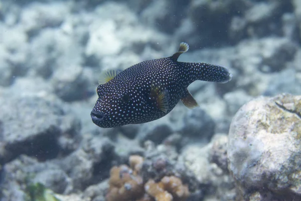 Pärlhöns Puffer Korallrev Utanför Kona Big Island Hawaii — Stockfoto
