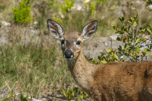 Endangered Key Deer on Big Pine Key in the Florida Keys