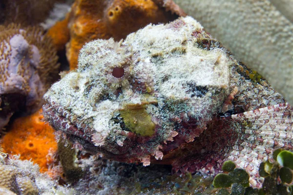 Spotted Scorpionfish Arrecife Coral Los Cayos Florida — Foto de Stock