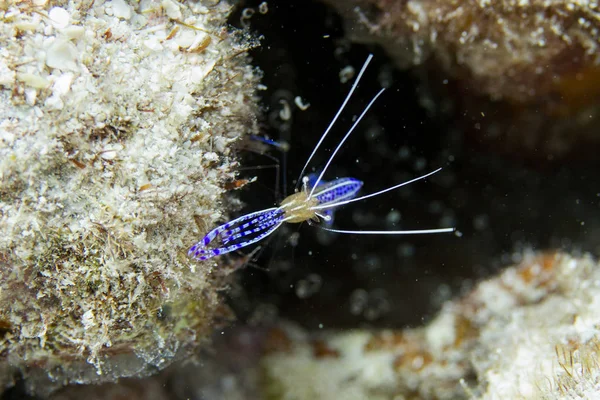 Pederson Cleaner Shrimp on Coral Reef in the Florida Keys