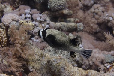 Mercan kırmızı deniz kapalı Sharm El Sheikh, Mısır üzerinde maskeli kirpi balığı