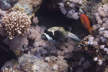 Mercan kırmızı deniz kapalı Sharm El Sheikh, Mısır üzerinde maskeli kirpi balığı