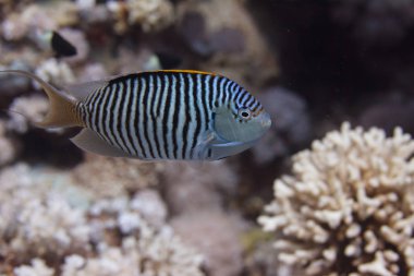 Sharm El Sheikh, Mısır Zebra Angelfish Red Sea'deki/daki mercan resif üzerinde kapalı
