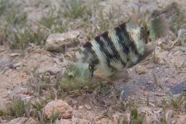 Broomtail Wrasse Seagrass Dahab, Mısır kapalı Red Sea'deki/daki üzerinde