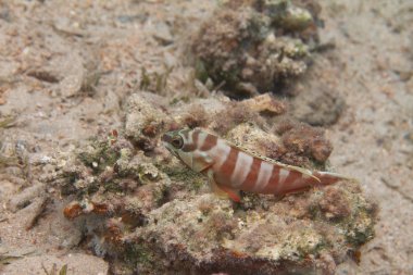 Siyah uçlu orfoz mercan Dahab, Mısır kapalı Red Sea'deki/daki üzerinde