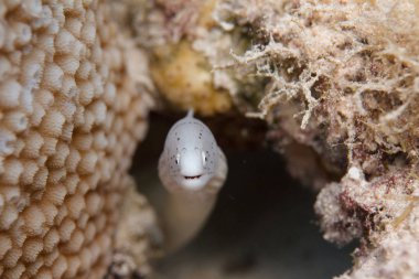 Grey Moray Eel on Coral Reef in Red Sea off Dahab, Egypt clipart