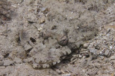 Hint Okyanusu Crocodilefish mercan Dahab, Mısır kapalı Red Sea'deki/daki üzerinde