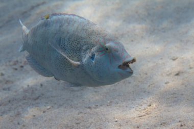 Abudjubbe Wrasse Dahab, Mısır kapalı Red Sea'deki/daki